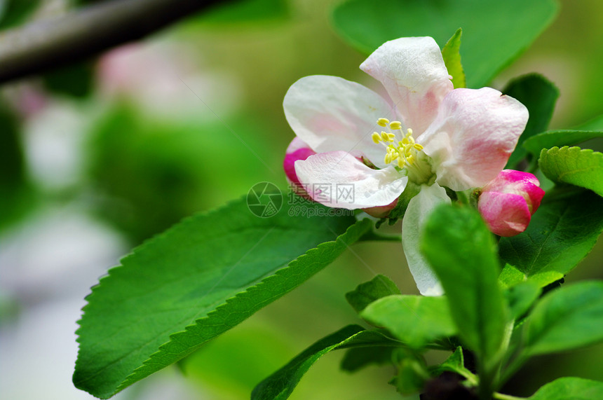 苹果树开花 苹果花贴近果园花瓣花园生长植物群季节水果叶子植物农场图片