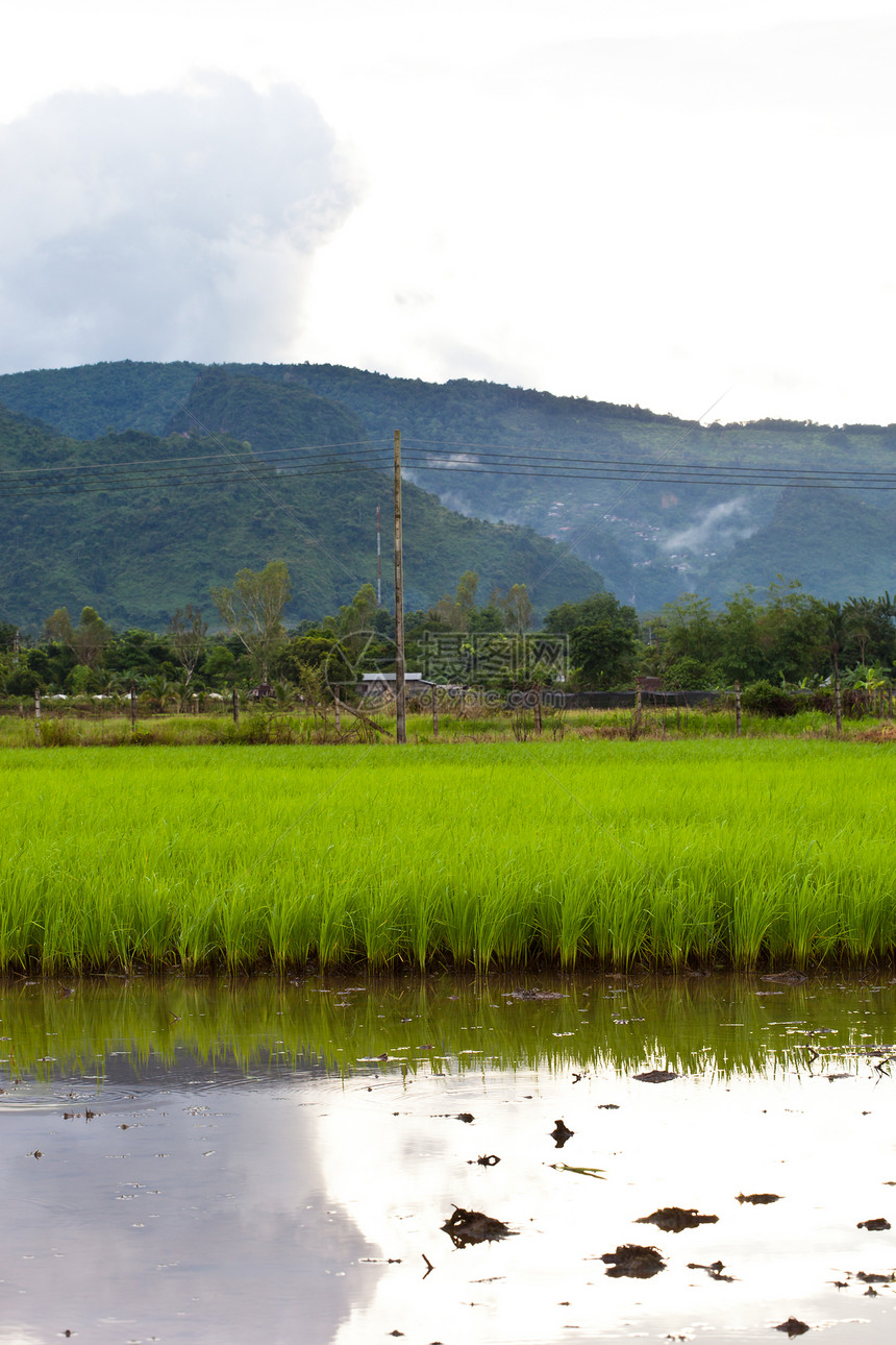 稻树苗村庄环境房子种子爬坡农场生态主食流动生长图片