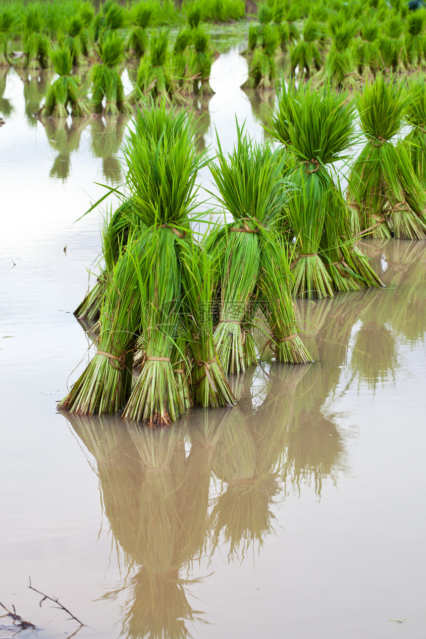 稻树苗流动树木环境场地小路生长生态农场地面渠道图片