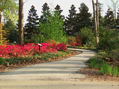 花园散步踪迹松树红色人行道紫色花朵树木小路花束高清图片