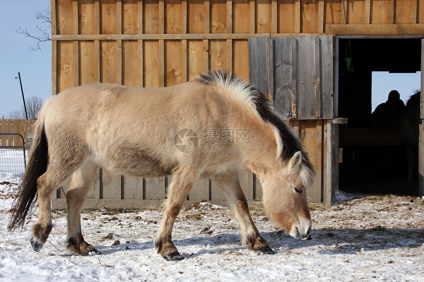 挪威浮轮马后代农场峡湾鹿皮鬃毛小马运动竞赛牧场婴儿图片