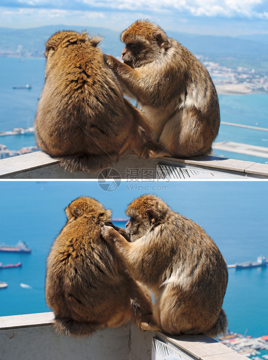在直布罗陀修养另一只Barbary猴子图片