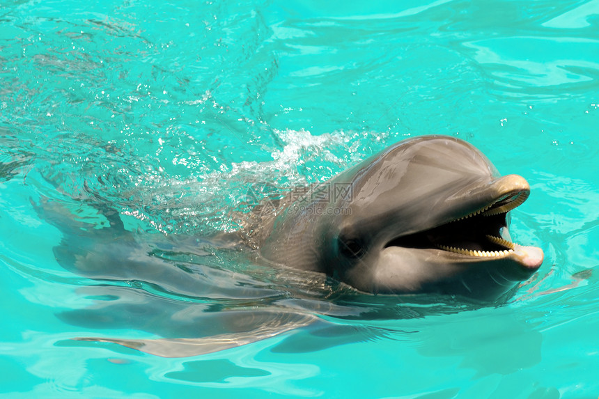 笑笑快乐的海豚哺乳动物乐趣蓝色鼻子游泳微笑生活野生动物动物运动图片