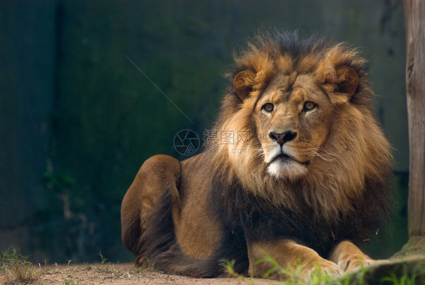 狮子王的肖像男性哺乳动物食肉捕食者眼睛鬃毛野生动物危险国王狮子图片