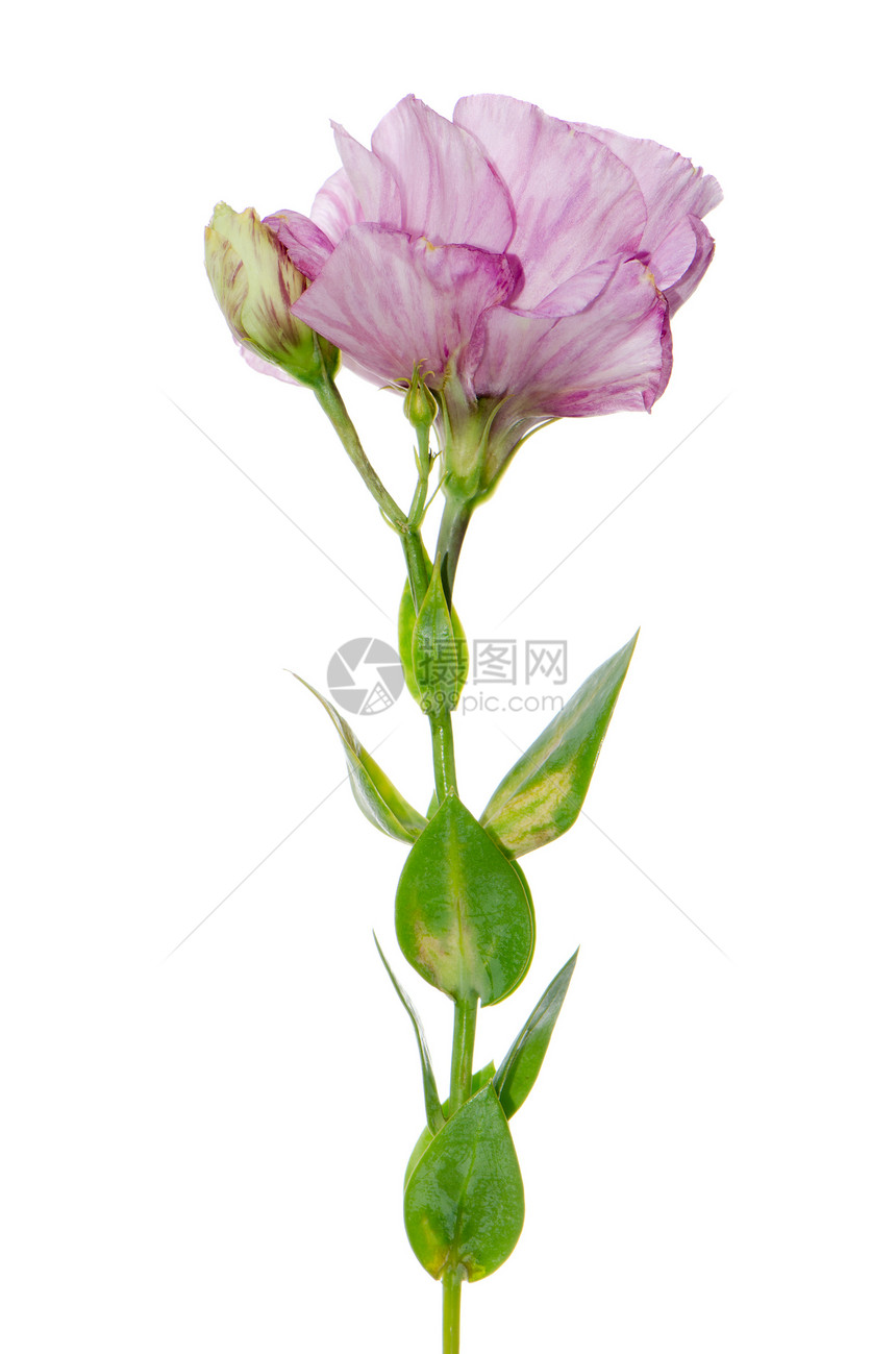 美丽的粉红色花朵白色园艺植物学兰花展示生长热带粉色植物花瓣图片