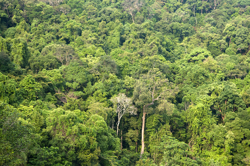 热带森林丛林植物荒野农村公园叶子神话植物群生长木头图片