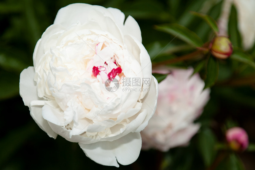 皮尼美丽花瓣衬套植物生活牡丹园艺叶子花园植物群图片