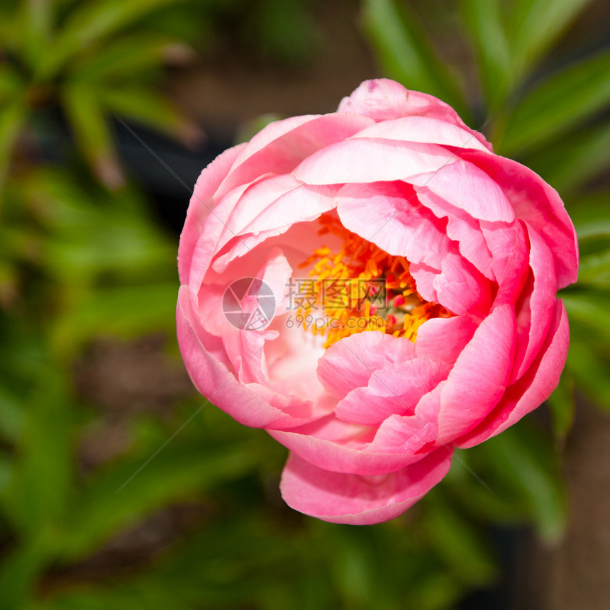 皮尼叶子花瓣植物绿色园艺牡丹生活脆弱性美丽花园图片