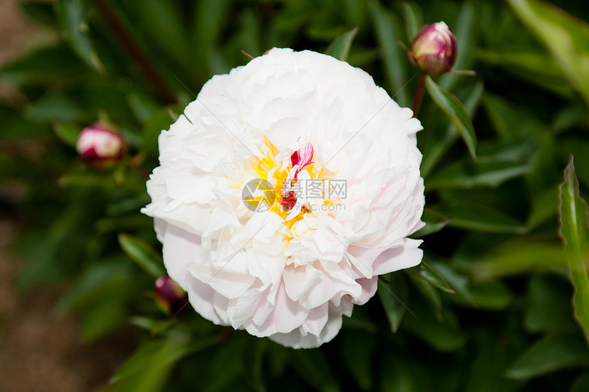 皮尼生活衬套叶子脆弱性花园植物植物群园艺美丽花瓣图片