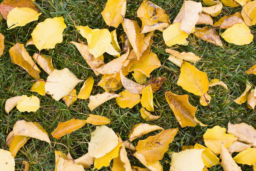 草上请假黄色草地后院活力季节性季节树叶水平叶子图片