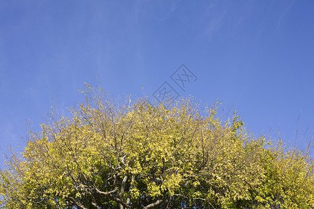 树顶和天空蓝色水平荧光绿色叶子蓝天美丽黄色分支机构树叶背景图片