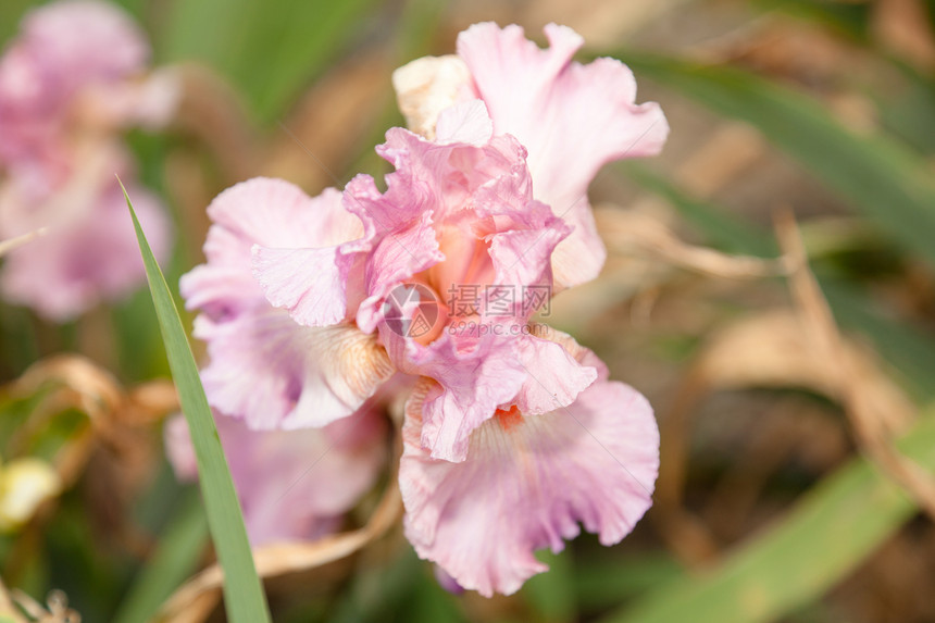 伊瑞斯花瓣花园植物季节植物群绿色植物学鸢尾花叶子美丽图片