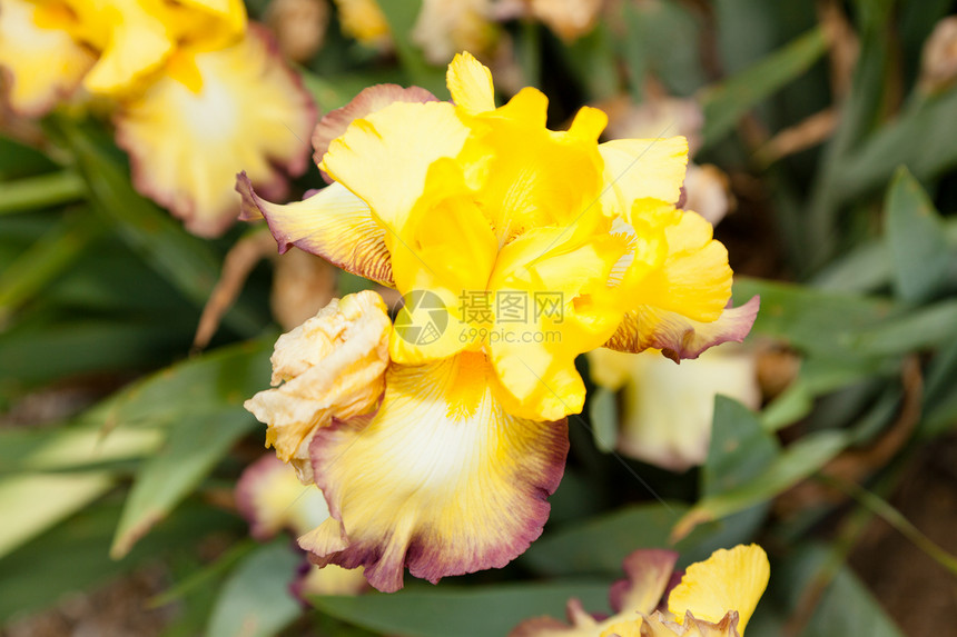 伊瑞斯绿色季节鸢尾花植物群花瓣花粉植物花园叶子美丽图片