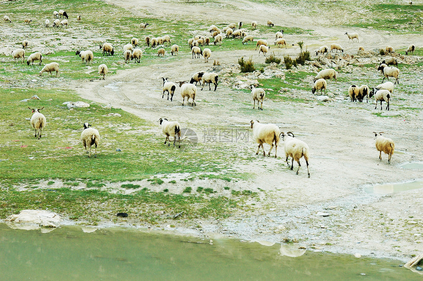 牧羊在牧场上羊肉库存场景农田场地羊毛配种动物哺乳动物山脉图片