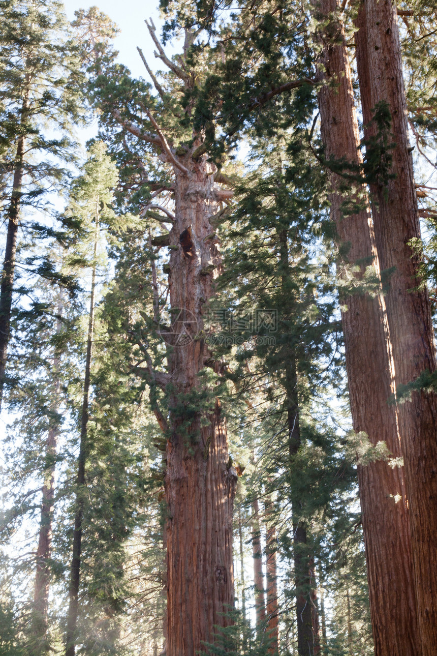 舍曼树轨植物国家树林绿色假期小路美丽踪迹红杉山脉图片