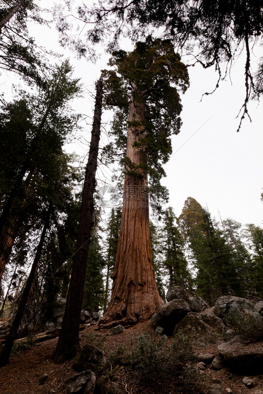 格兰特格罗夫将军吸引力树木红木旅行树叶森林山脉假期国家红杉图片
