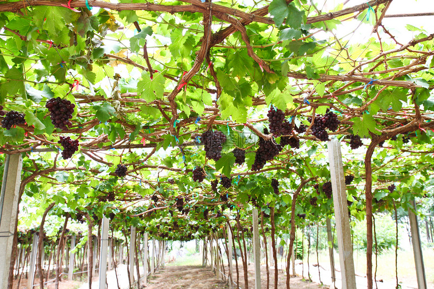 院子里的葡萄藤假期葡萄园植物收成国家食物旅行浆果藤蔓水果图片