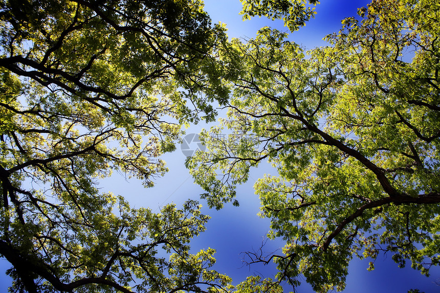 绿树树木橡木树干样性国家森林叶子树桩荒地天空图片