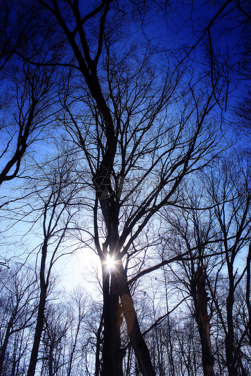 冬天的阳光荒野分支机构天空衰变资源林地树干荒地树桩叶子图片