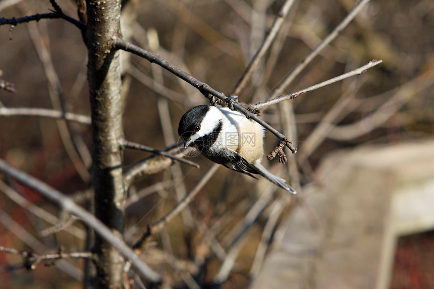 黑头黑脸的奇卡迪波西尔黑帽羽毛鸟类翅膀荒野生活观鸟食物种子动物图片
