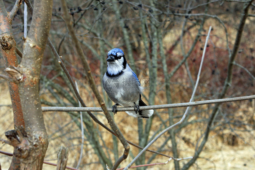 蓝杰野生动物羽毛动物蓝色眼睛波峰翅膀栖息鸟类森林图片