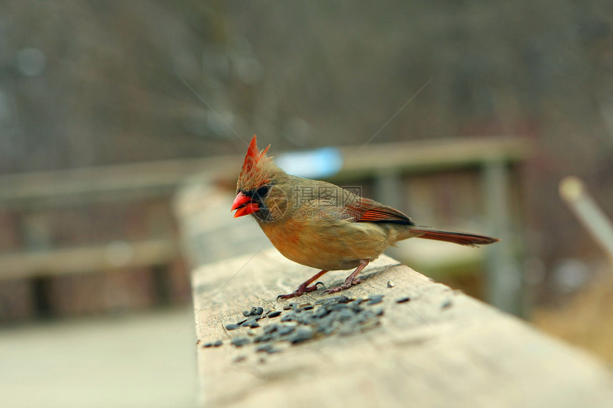 女红衣主教鸟类种子动物红色野生动物荒野动物群观鸟羽毛云杉图片