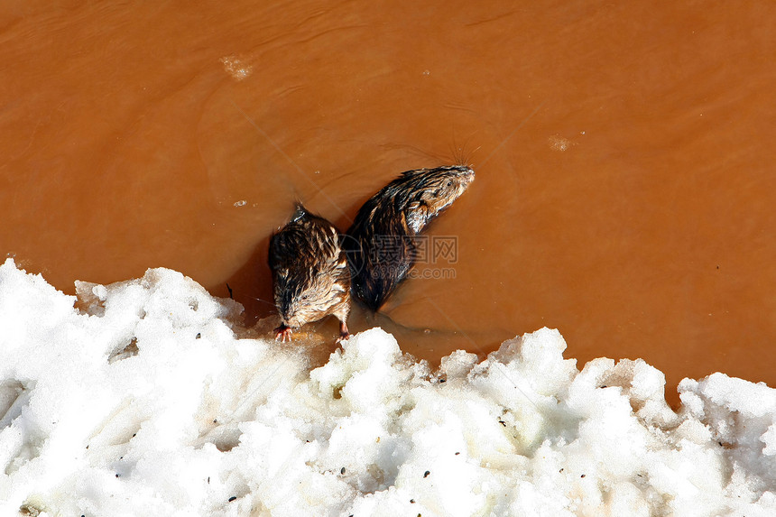 穆克拉特翁达特拉生活食物生物野生动物反射动物涉水植物湿地水库图片