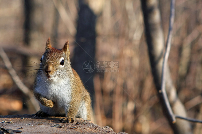 红松鼠野生动物荒野微笑松鼠木头核桃冒充食物坚果生物图片