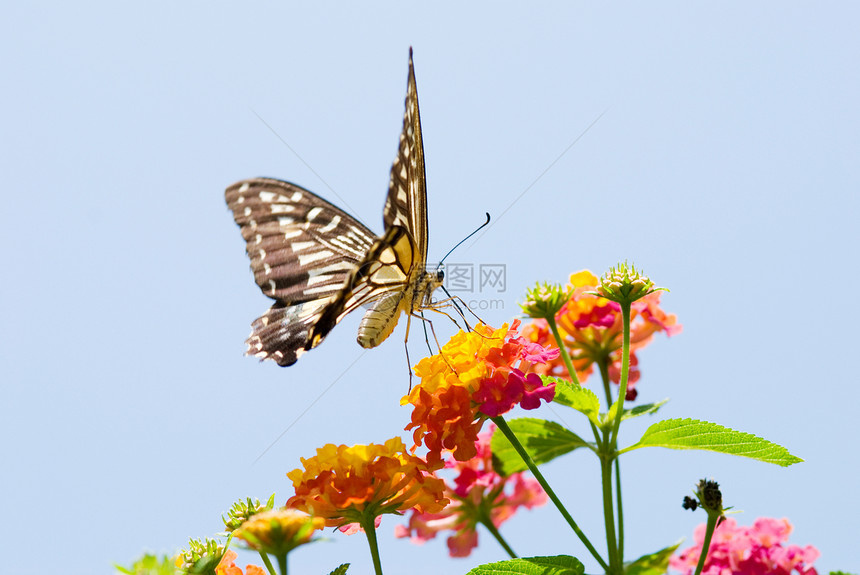 飞翔和食用鲜花的多彩燕尾蝴蝶漏洞荒野天空蓝色植物行动天线野生动物动物昆虫图片