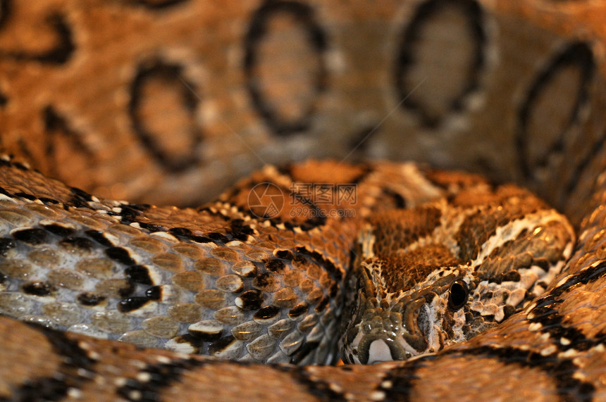 蛇蛇-26图片