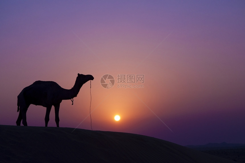 日落时骆驼沙漠荒野太阳孤独地平线爬坡旅行阴影紫色寂寞图片