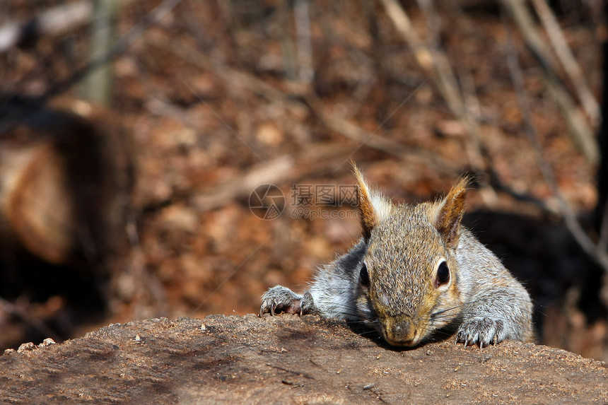 灰松鼠冒充动物松鼠哺乳动物毛皮坚果荒野野生动物种子爪子图片