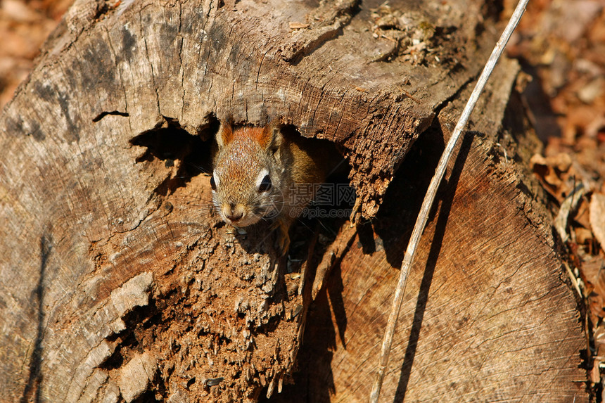 红松鼠生物微笑休息森林木头核桃野生动物眼睛冒充松鼠图片
