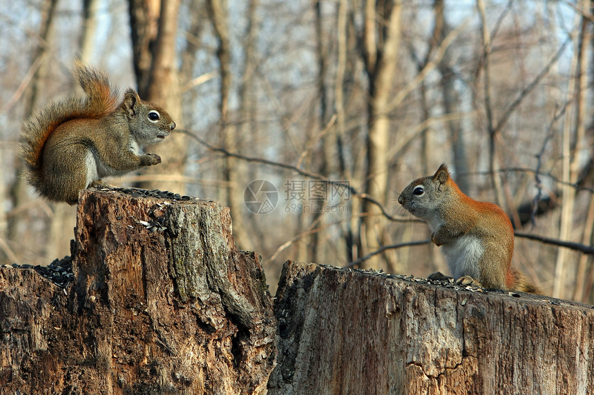 红松鼠生物冒充松鼠木头野生动物坚果荒野核桃食物哺乳动物图片