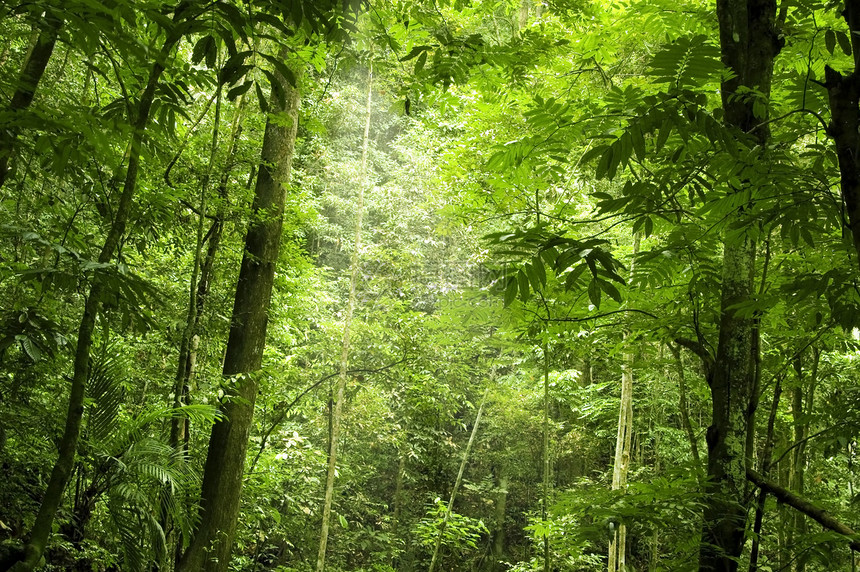 绿林热带阳光农村神话季节风景森林晴天娱乐树干图片