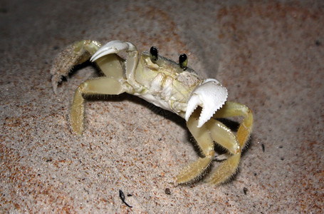 螃蟹荒野海岸警报动物沿海海洋生物栖息地生态野生动物高清图片