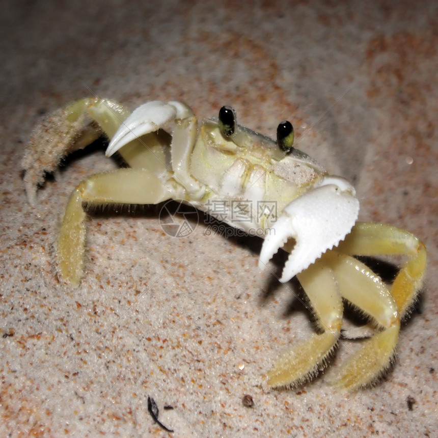 螃蟹沿海野生动物动物海洋海滩海岸荒野甲壳警报栖息地图片