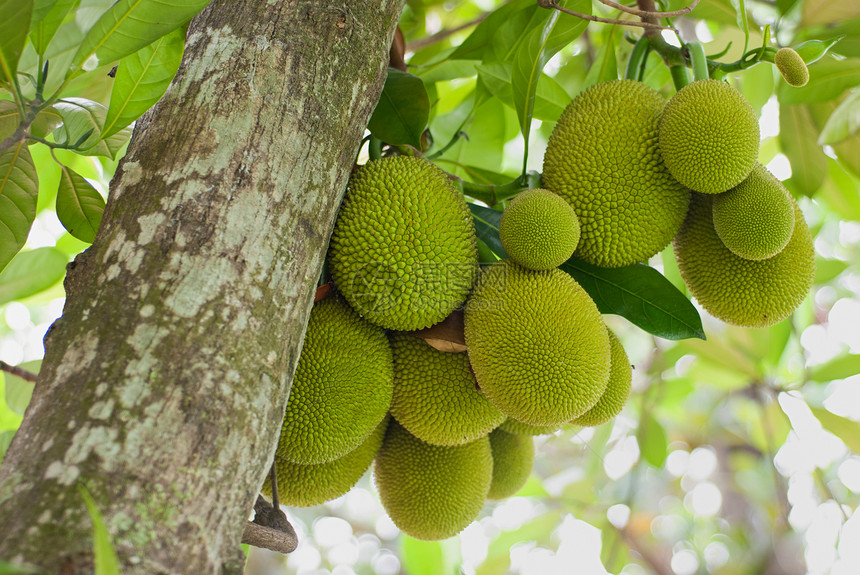 杰克水果农业热带菠萝蜜健康食物绿色异国维生素情调营养图片