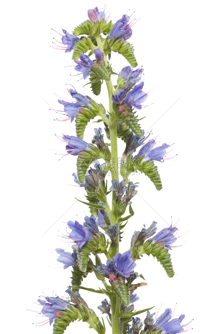粗俗宏观花瓣紫色植物植物群叶子蓝草图片