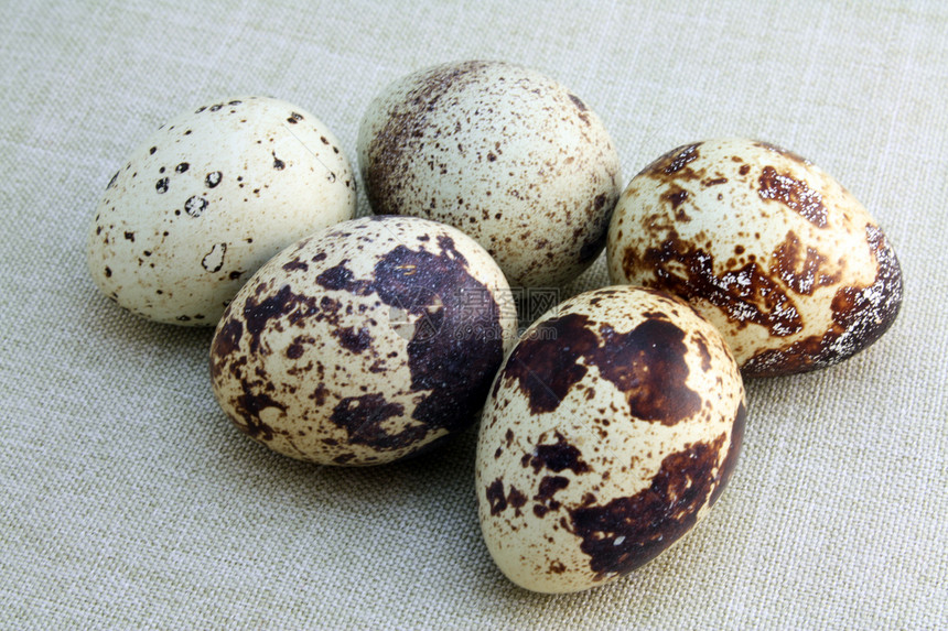 Quail 鸡蛋亚麻鹌鹑维生素美食蛋壳蛋黄斑点食物营养烹饪图片