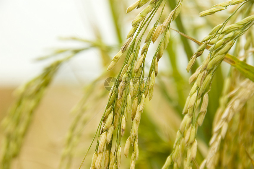 稻田大米农村收成植物粮食叶子生长种植园栽培场地培育图片