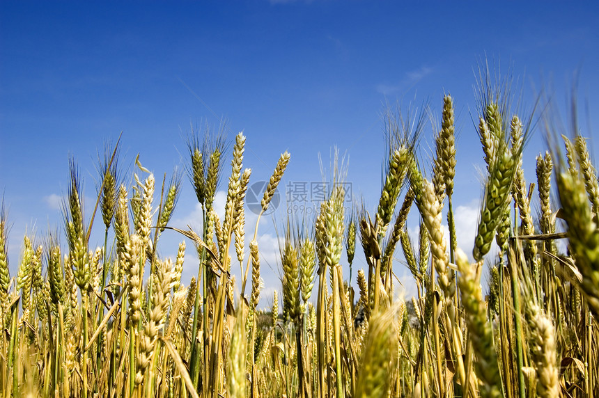 黄黄谷小麦食物叶子培育稻草植物农民收成谷物蓝色图片