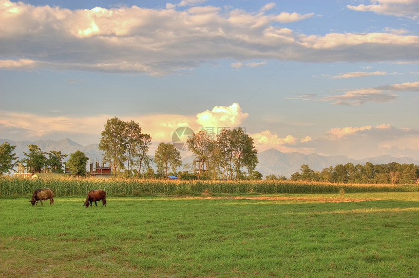 日落时放牧牛牛农村阳光爬坡动物哺乳动物太阳小麦旅行季节农场图片