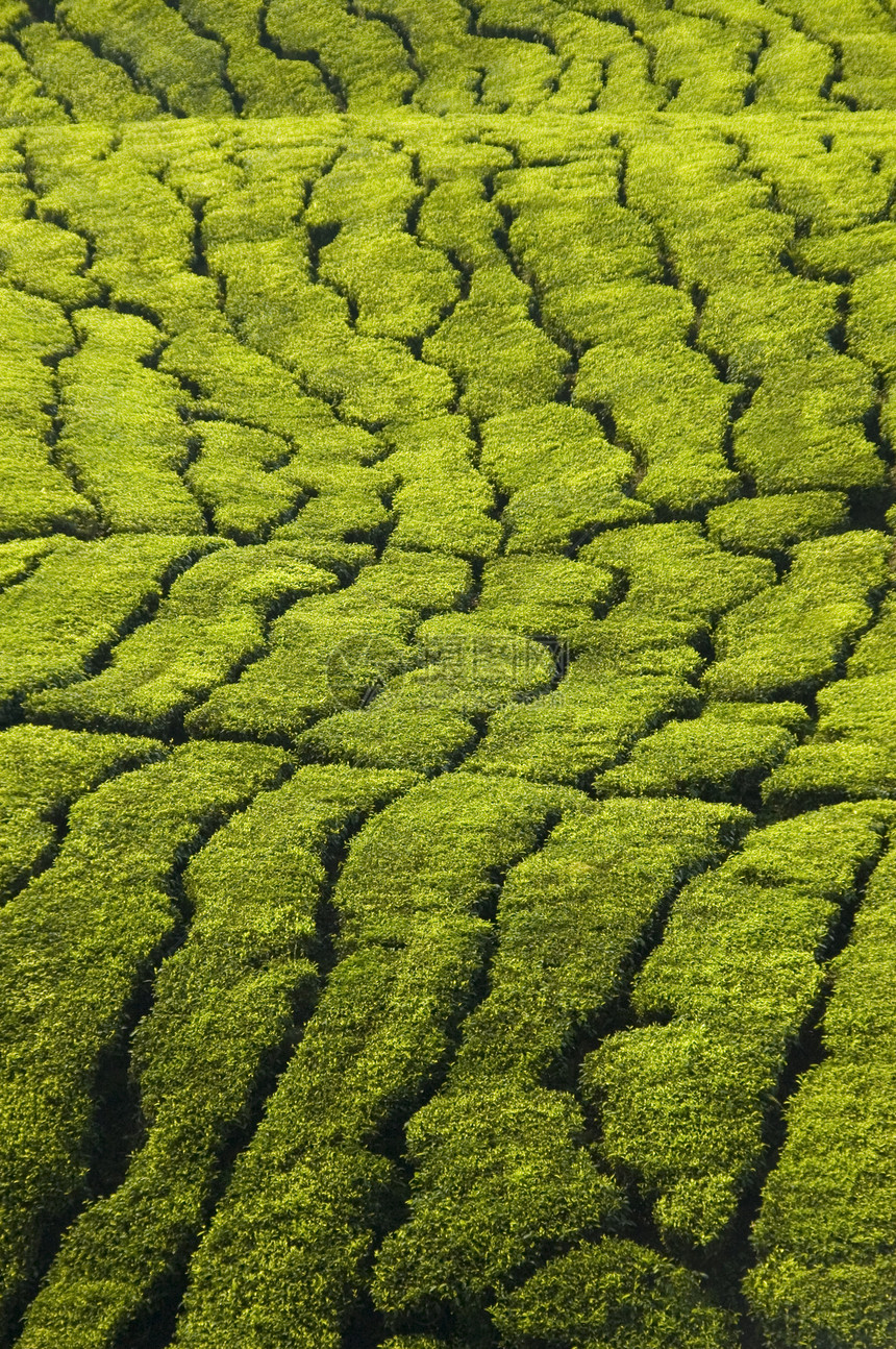 茶叶种植纹理图片