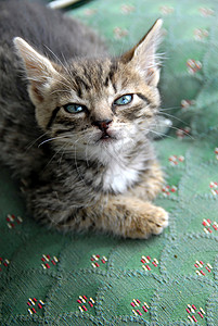 蓝色枕头Kitten 肖像白色眼睛休息粉色宠物猫科动物耳朵朋友剥离动物背景