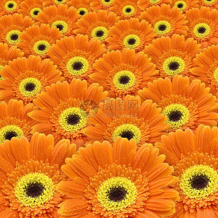 橙色gerbers花店橙子花瓣阳光植物格柏晴天雏菊花朵植物群图片
