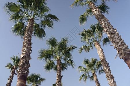 椰枣树和天空娱乐旅游蓝色旅行绿色背景图片