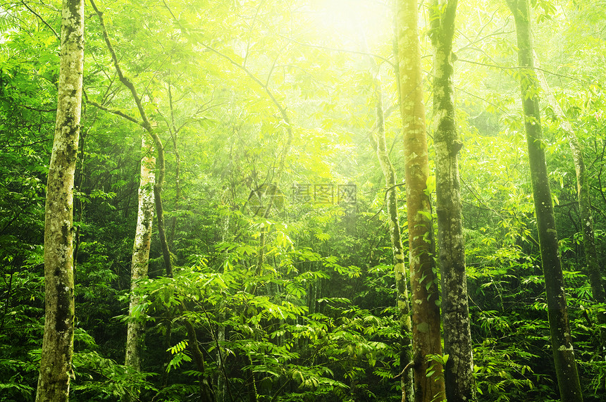 绿林太阳热带太阳光木头荒野天堂季节耀斑环境公园图片