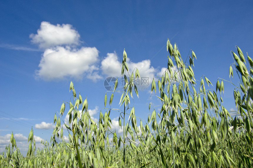 燕麦田场地天空谷物农业食物绿色营养粮食种子蓝色图片