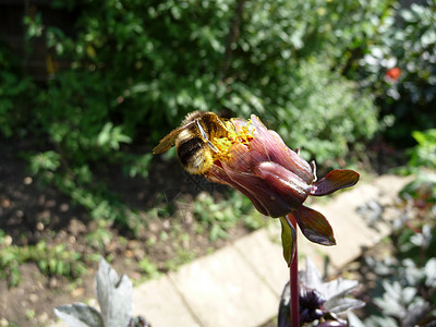 鲜花蜜蜂园艺植物群野生动物植被昆虫黄色花瓣花园漏洞翅膀图片